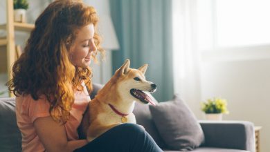 how-pet-owners-should-maintain-their-hvac-ottawa-system